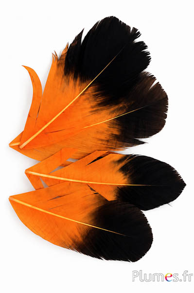 Petalo in piume - 11-15 x 5-6 cm - arancioni-nero